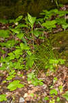 Appalachian sedge